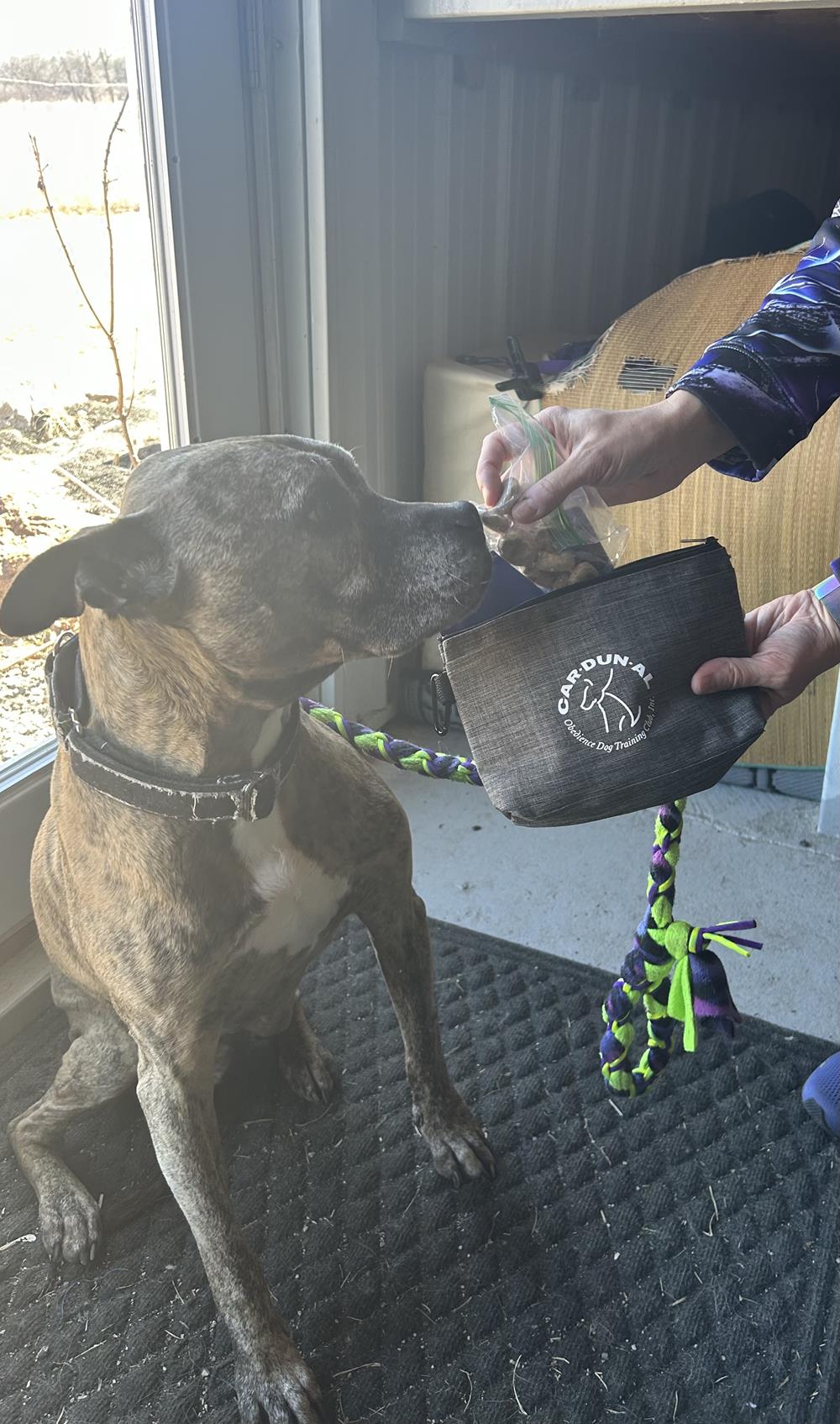 Customer photo from Jennifer of our Zippered Insulated Travel Pouch, a dog sitting on the floor with a hand holding a bag
